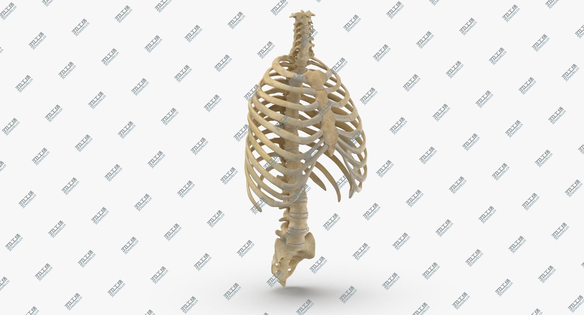 images/goods_img/20210313/3D model Real Human Rib Thoracic Cage and Spine Bones Anatomy 01/2.jpg
